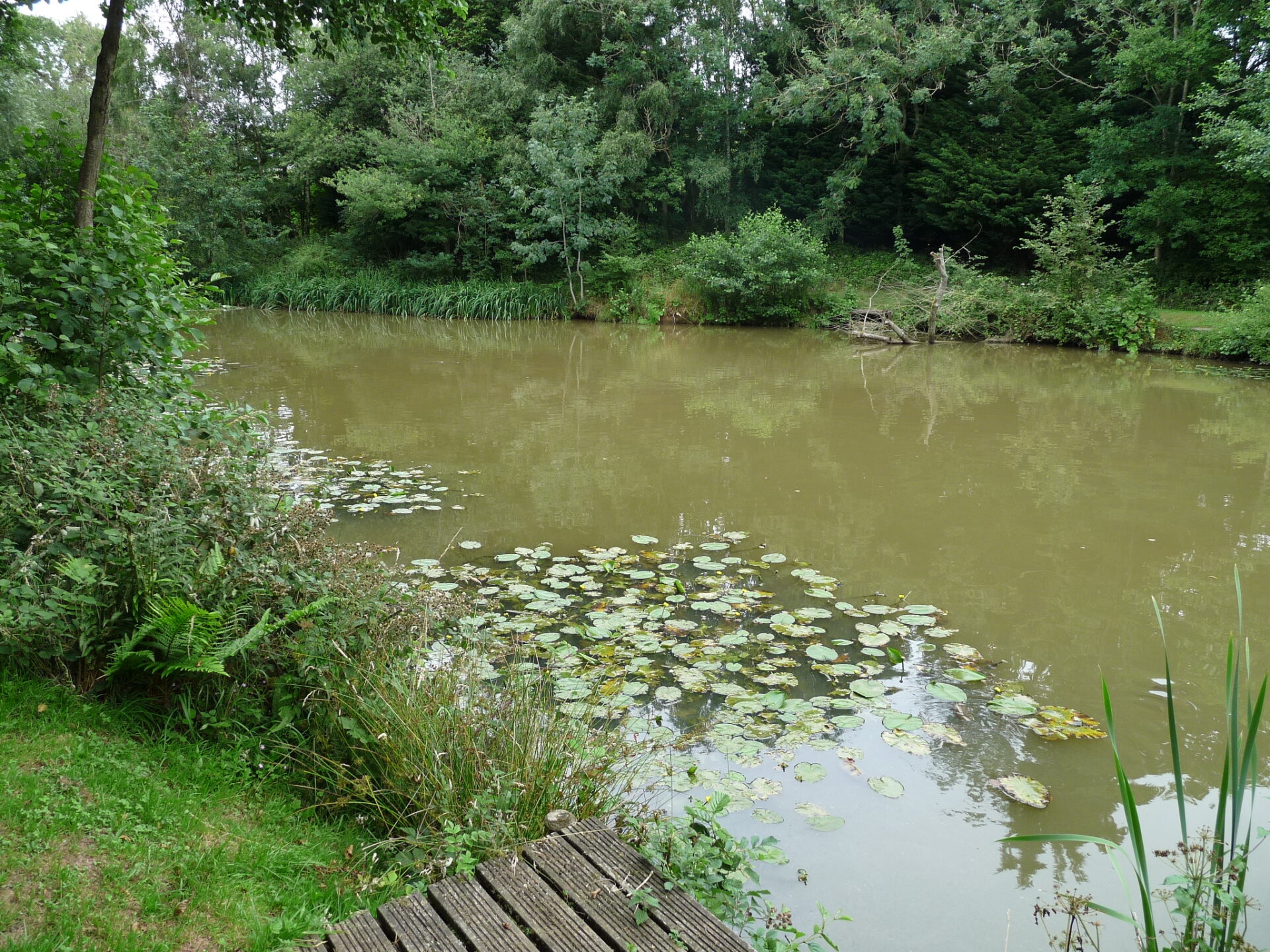 Lilly Pads at Evesbatch Fishery