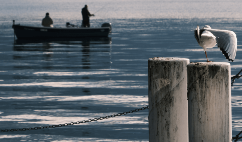 Covid crisis increases demand for fisheries