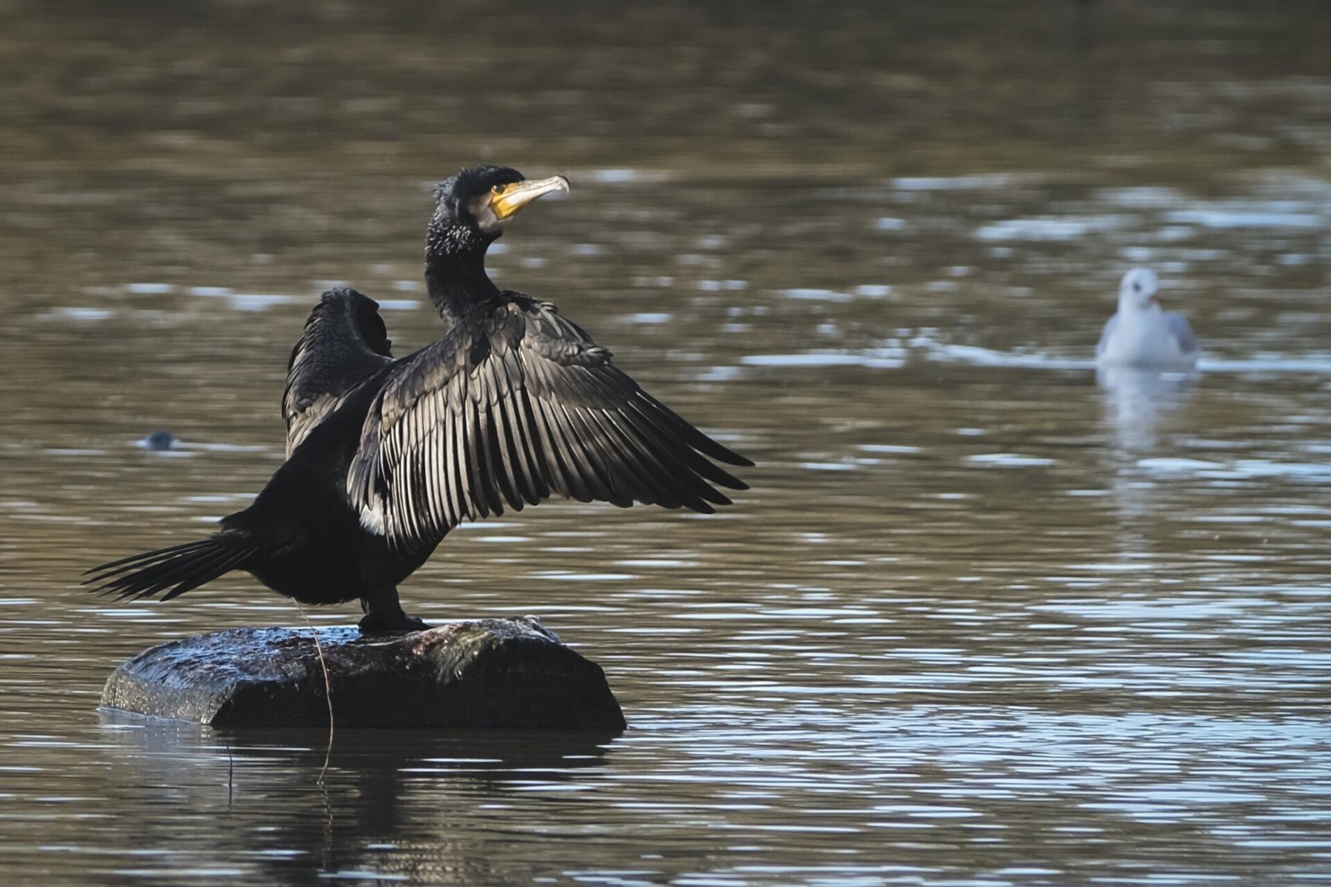 These birds are capable of consuming a significant percentage of a lake's biomass over a single winter. © 2026 Aman Sangha