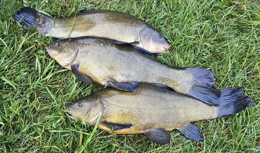 Fishing for tench